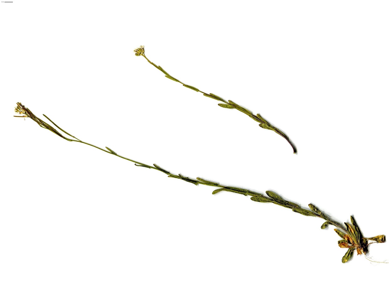 Arabis hirsuta (Brassicaceae)